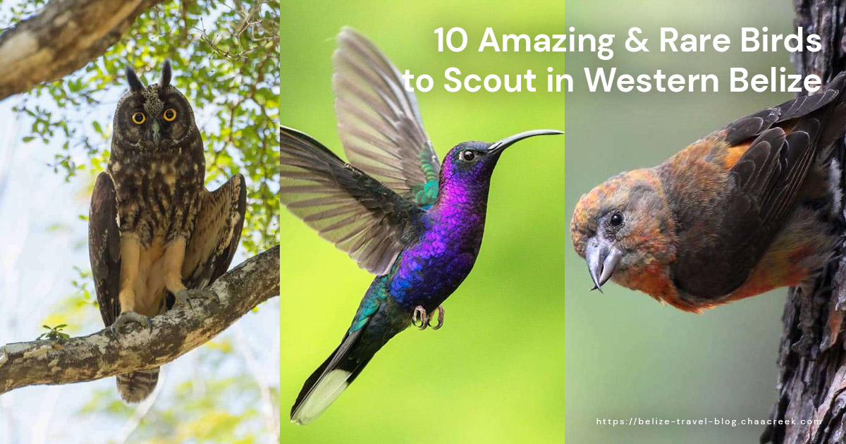 10 Amazing & Rare Birds to Scout in Western Belize