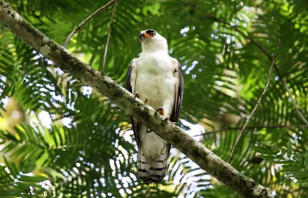 Black-and-white Hawk-eagle birds of belize Cayo district