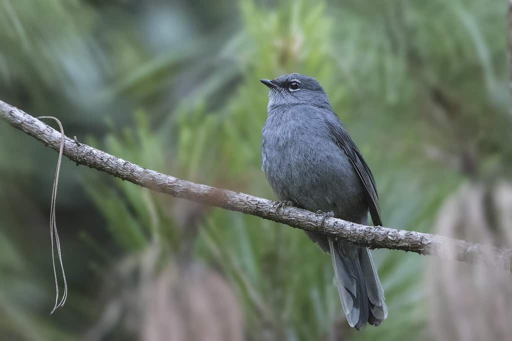Slate-colored Solitaire birds of belize Cayo district