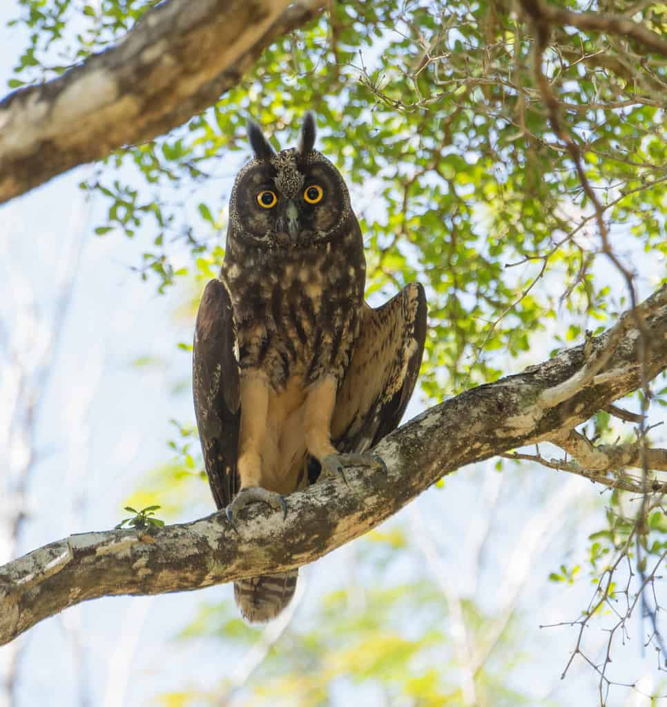 Stygian Owl in Belize Cayo District