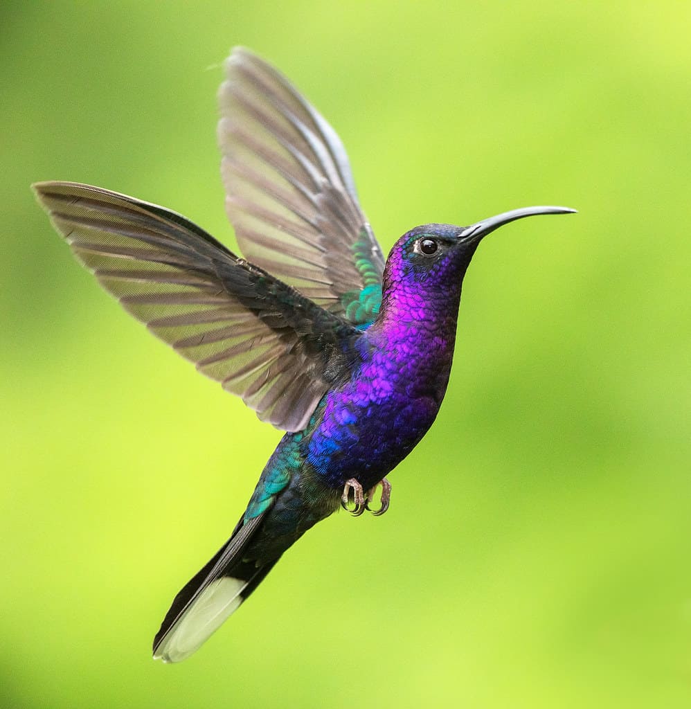 Violet Sabrewing Hummingbird flying