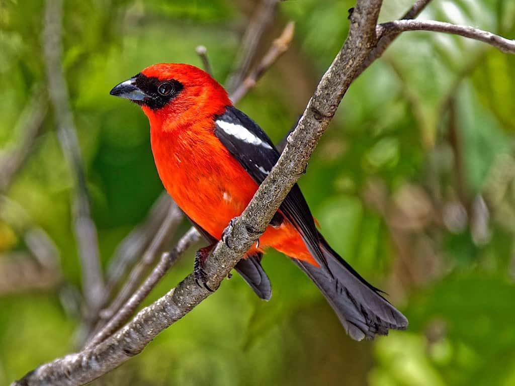 White-winged Tanager birds of belize Cayo district