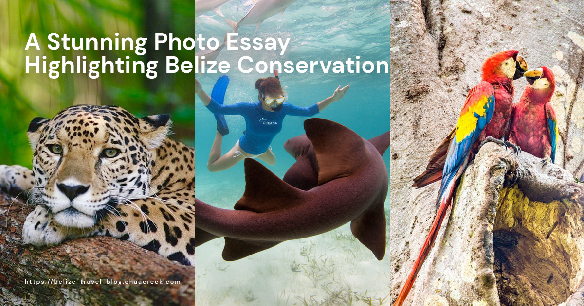 Over 20 Stunning Photos Highlighting Belize Conservation