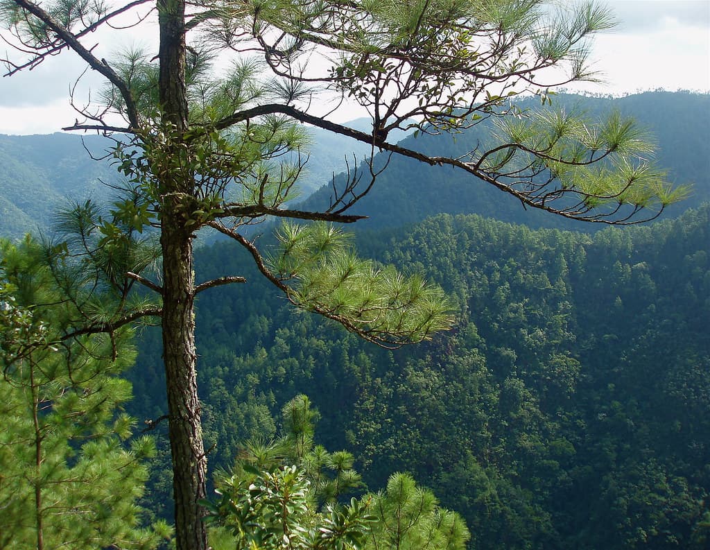 mountain pine ridge view vast rainforest