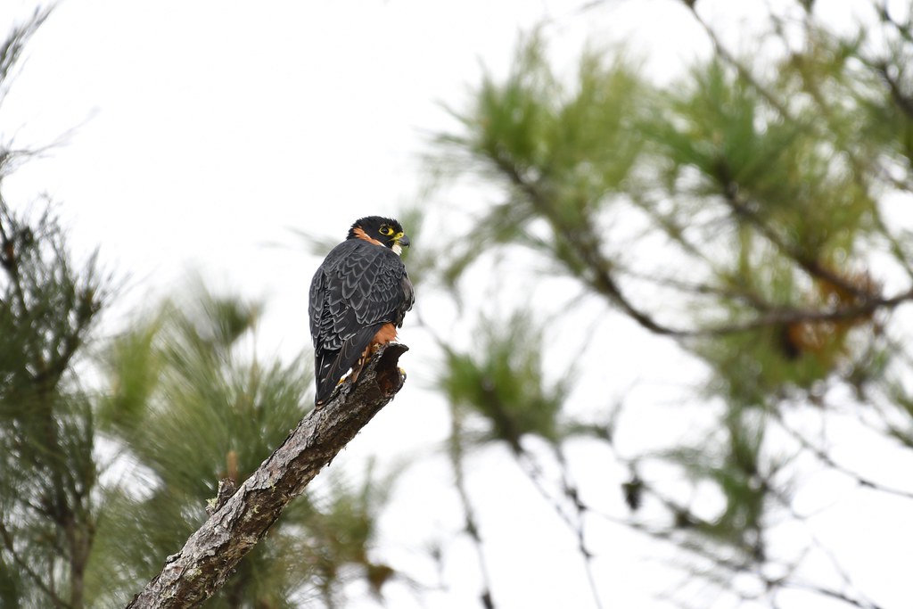 orange breasted falcon mountain pine ridge belize bird