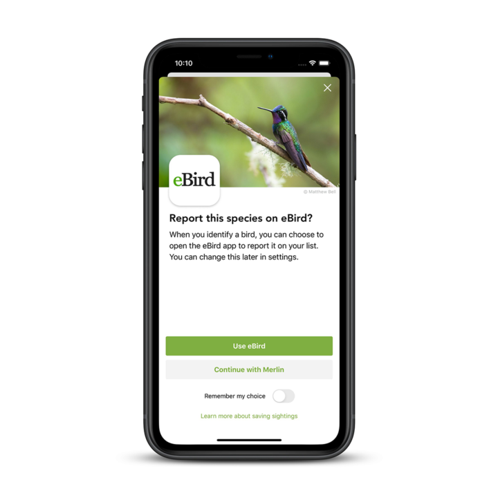 phone mockup of ebird birding app platform