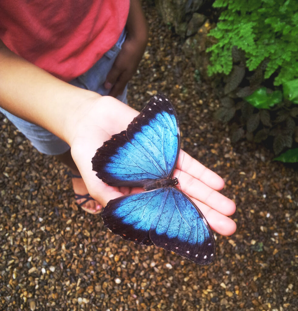 blue morpho butterfly sitting on person's hand