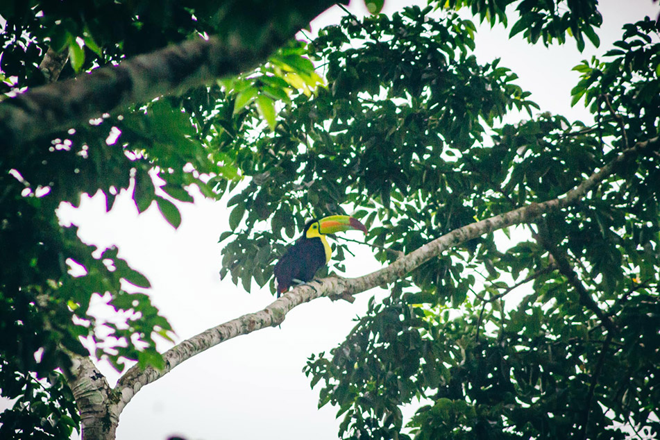 Belize's National Bird Keel Billed Toucan perched on a tree