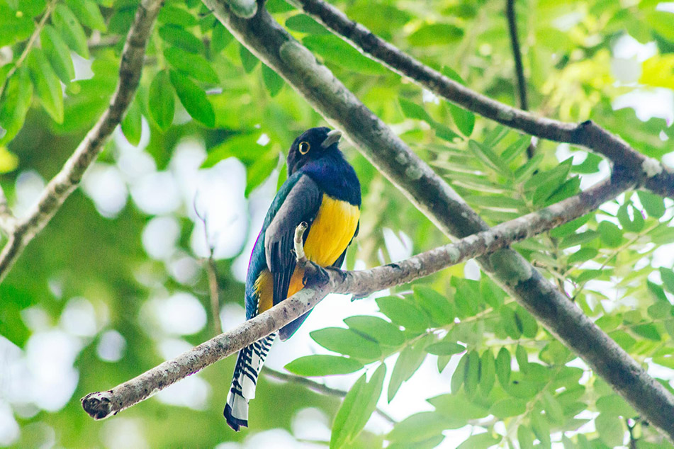 chaa creek birding colorful black yellow bird