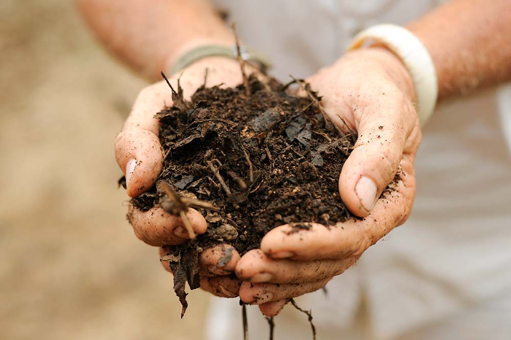 organic soil in hand at chaa creek maya farm