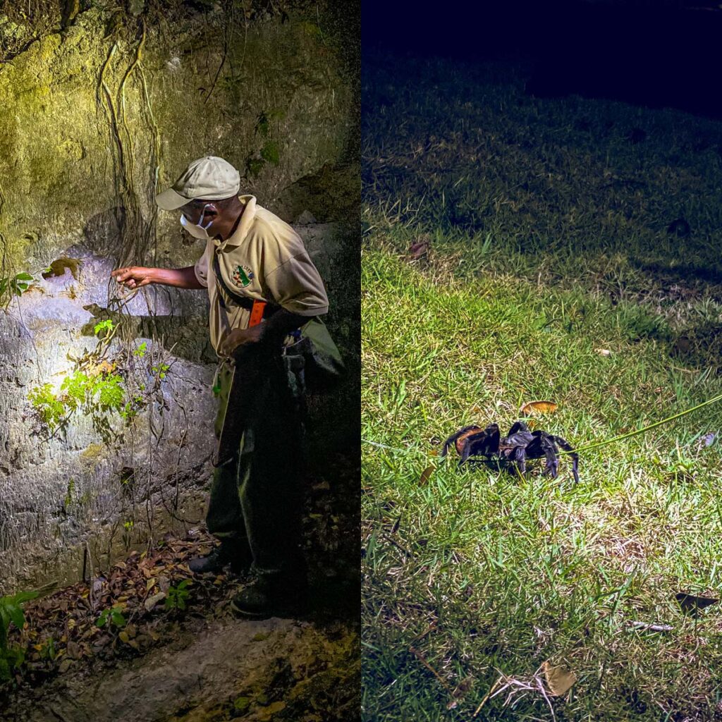 creatures of the night hike with a naturalist guide at chaa creek resort