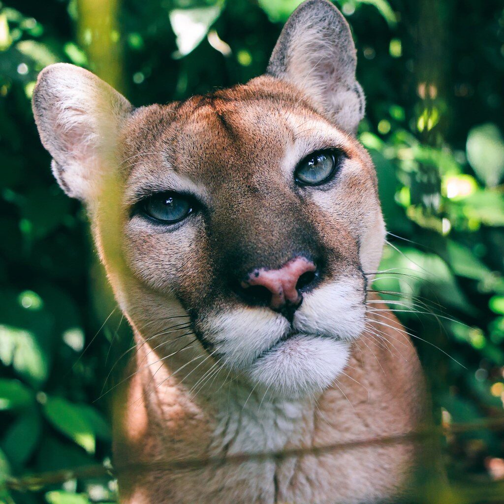 puma at the belize zoo for spring break 2022