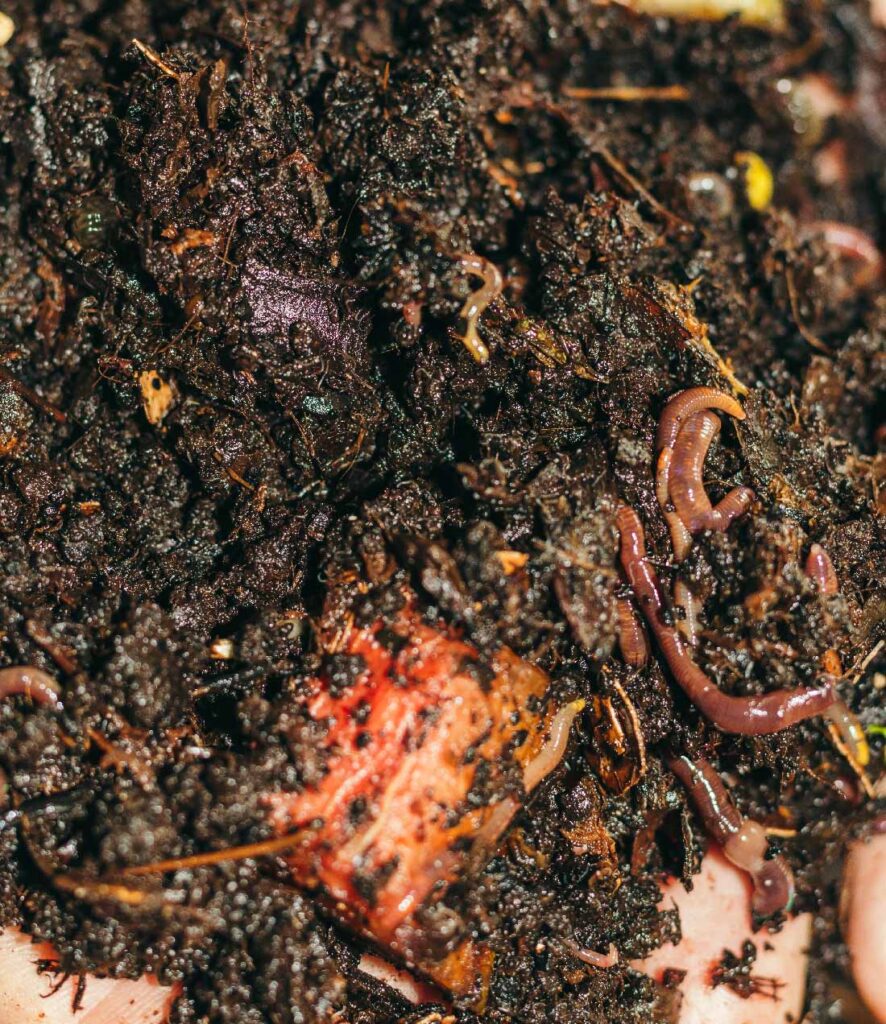 Vermicomposting compost with worms