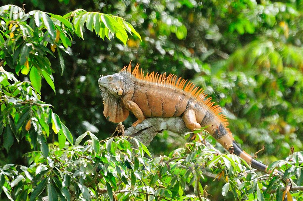 spot an iguana on the riverbanks in belize on a family vacation