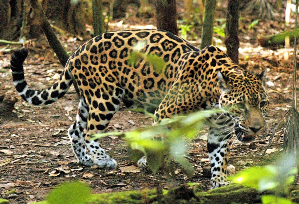 belize zoo jaguar photo roaming feb 2022