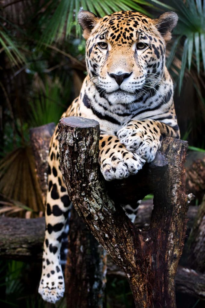 jaguar sitting on branch at the belize zoo