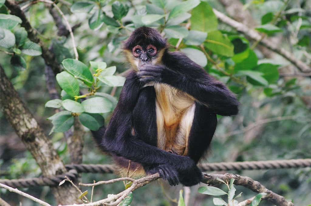 spider monkey sitting on branch at the belize zoo