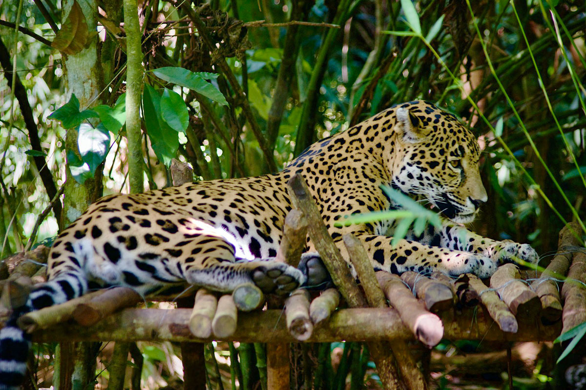 jaguar laying on log at the belize zoo
