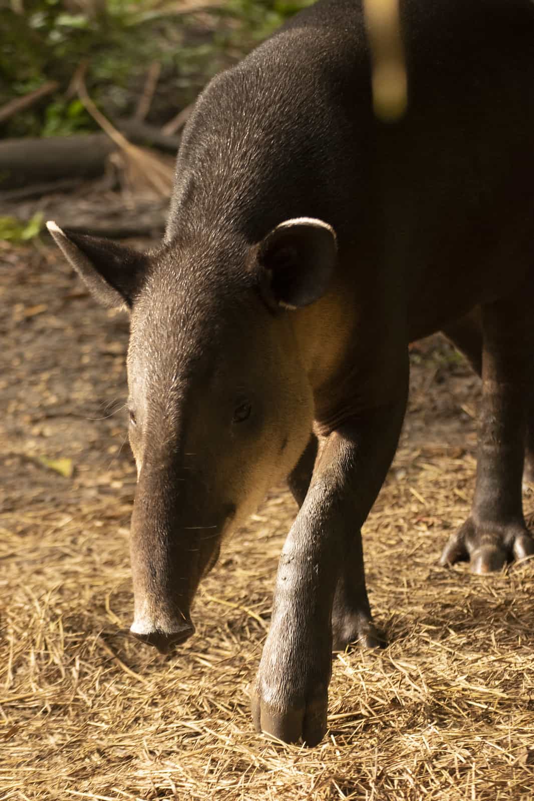 belize zoo tapir mountain cow walking