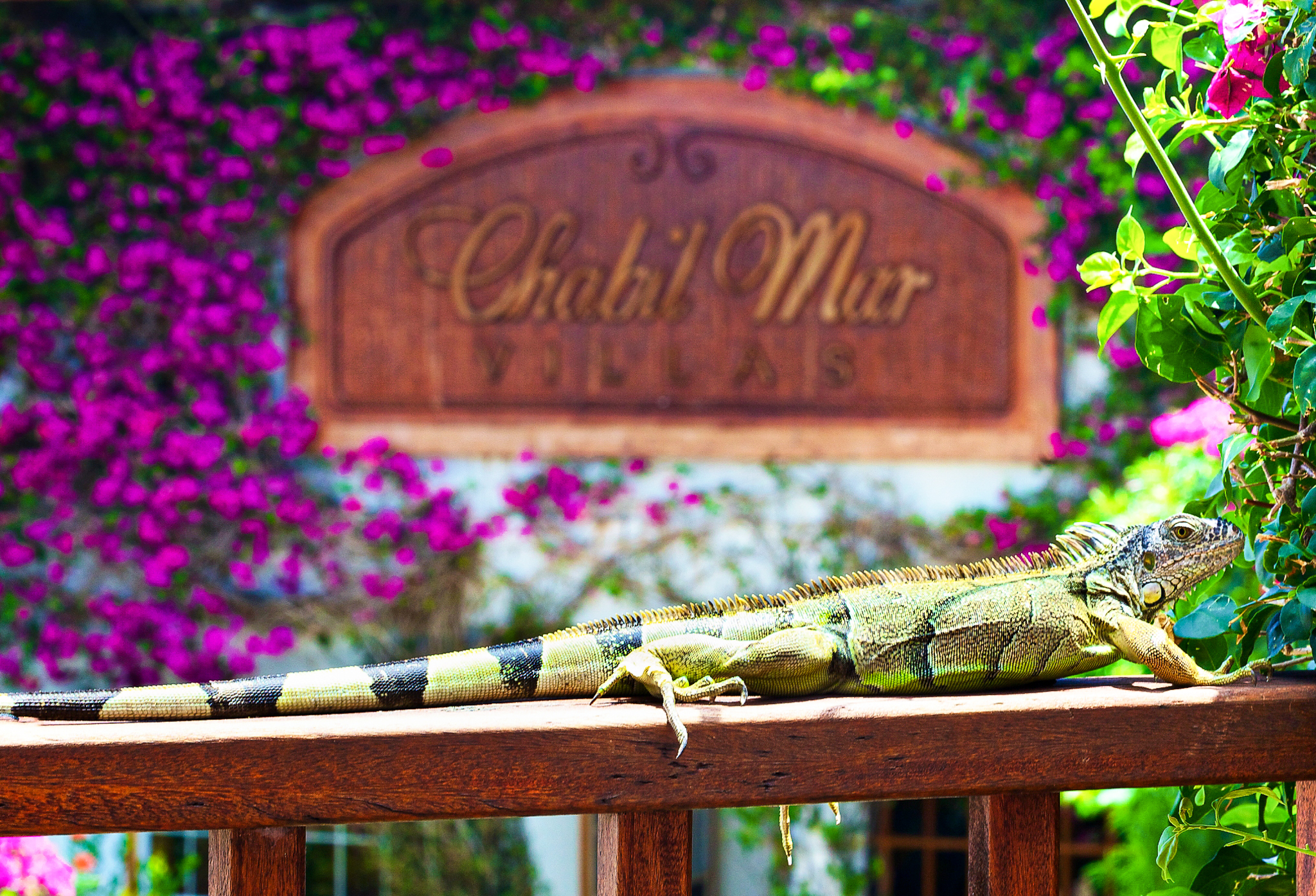 iguana on railing registration bldg. chabil mar resort belize