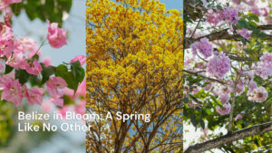 Belize In Bloom