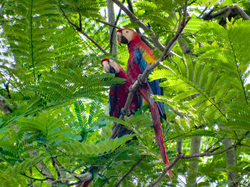 Belize Scarlet Macaw Wildlife 