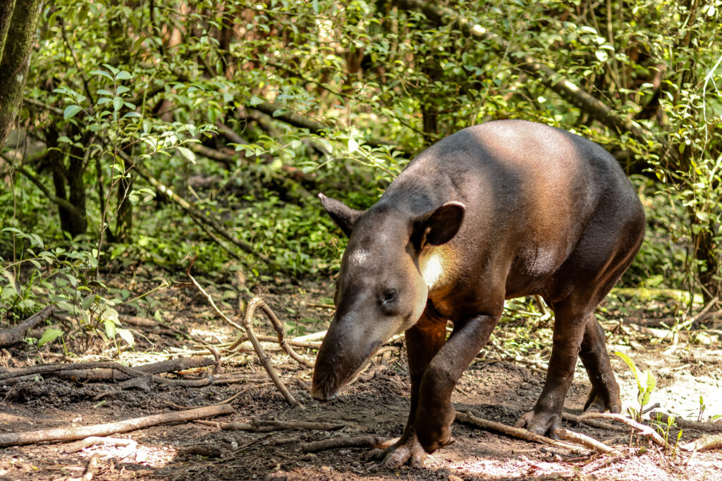 Tapir Belize 