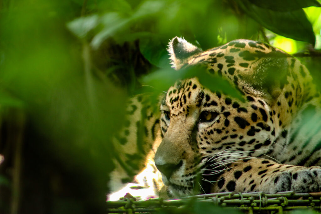 Jaguar in Belize 