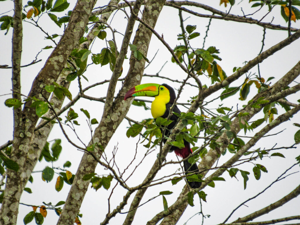 Keel Billed Toucan Belize National Bird 