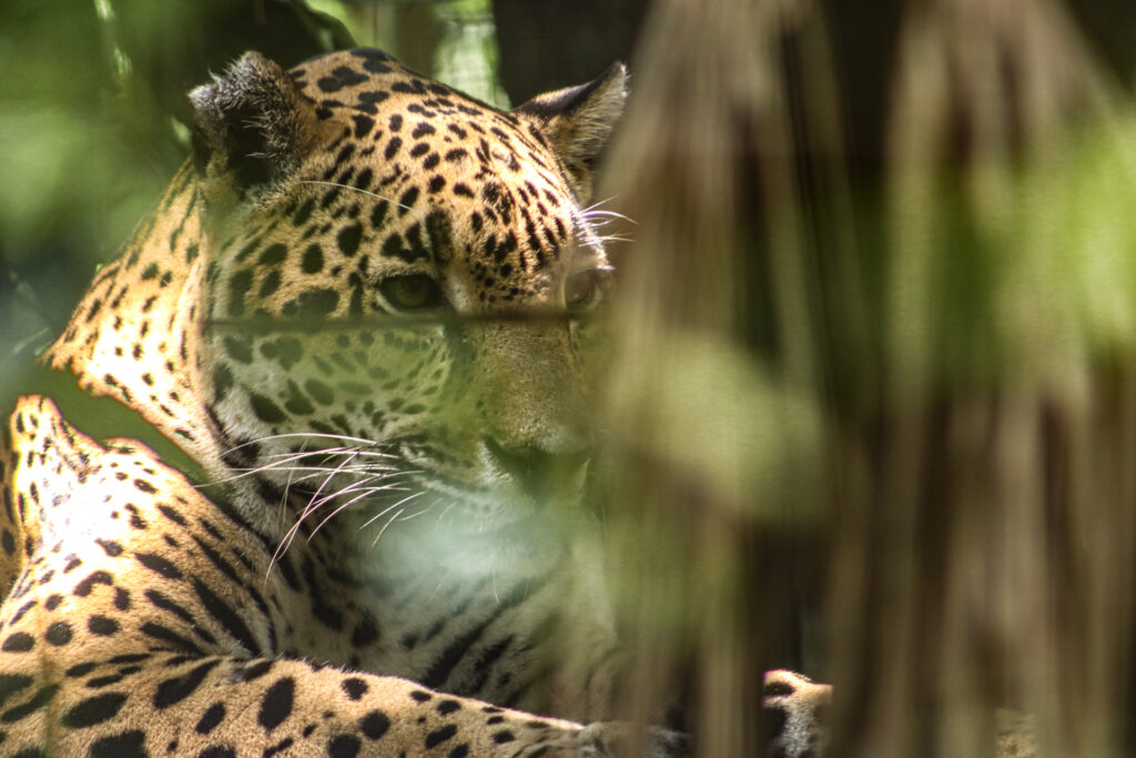 Jaguar Belize Chaa Creek 