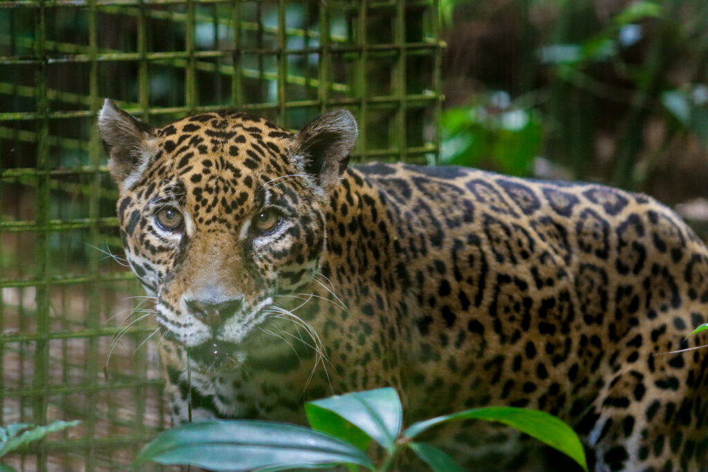 Belize zoo jaguar chaa creek
