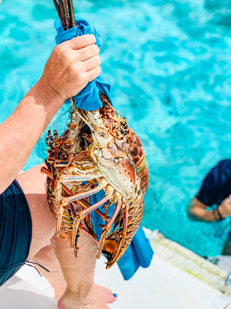 seafood Belize Lobster Caribbean 