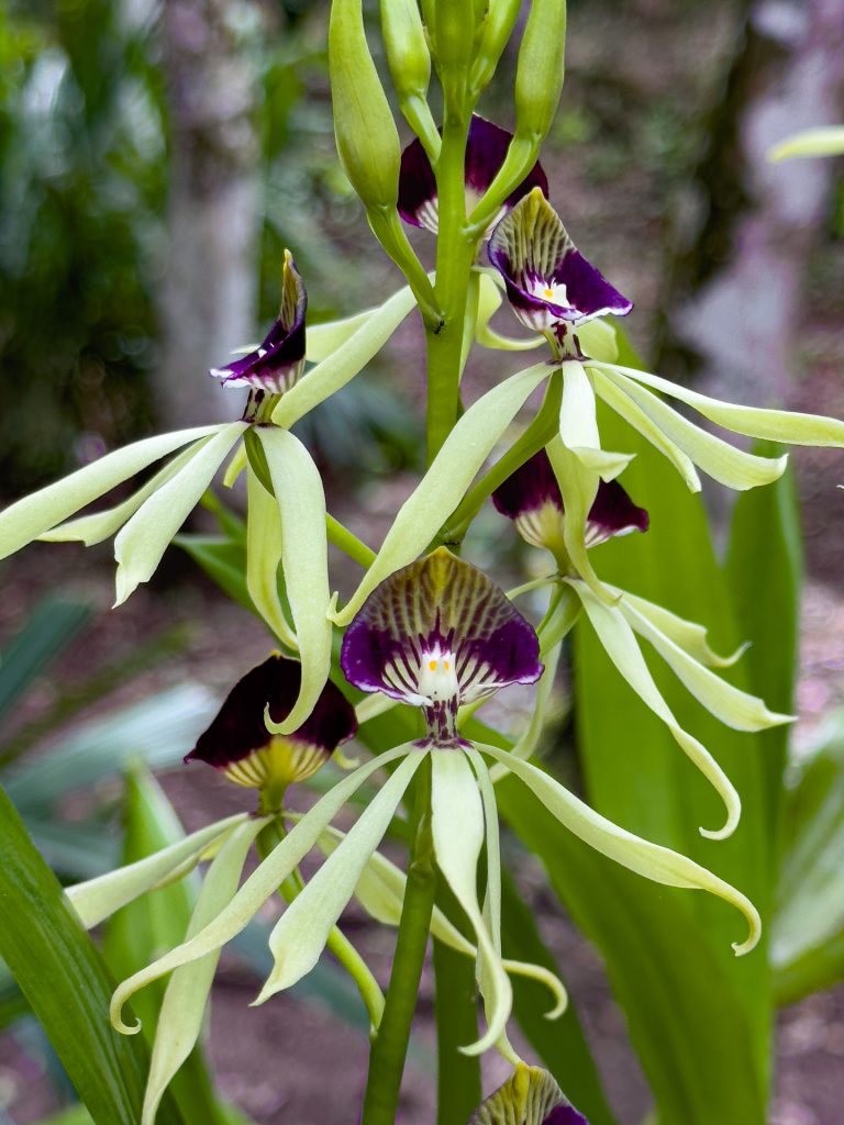 Black Orchid Belize National Flower Chaa Creek 