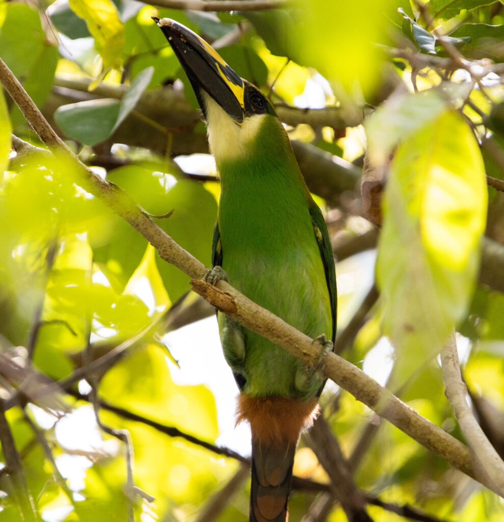 Emerald Green Toucanet Birding in Belize Chaa Creek 