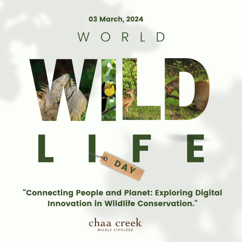 world wildlife day celebration instagram post