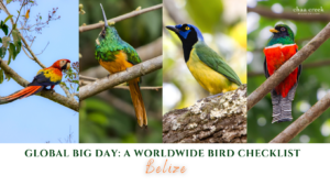 Belize Birding destination chaa creek