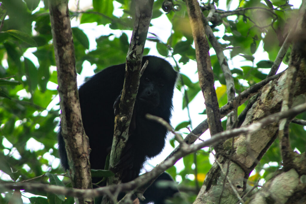 Howler Monkey at Belize Rainforest Retreat at the Chaa Creek Belize 