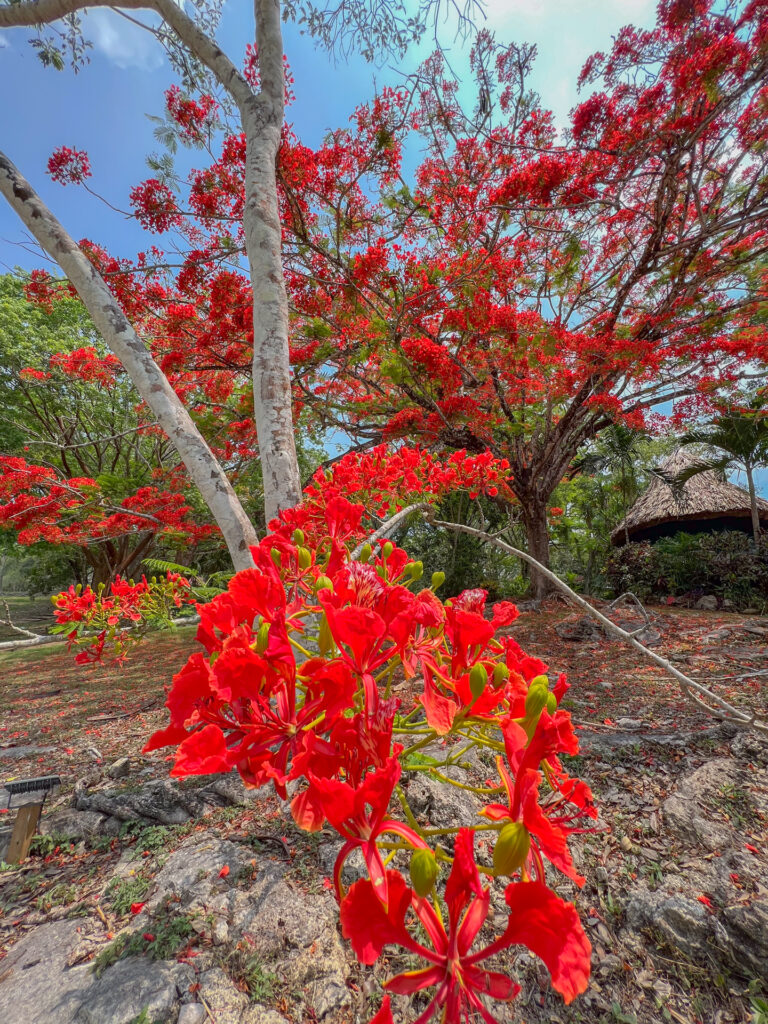 Spring in Belize Flowering trees Chaa Creek 