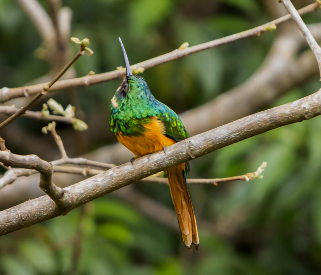 Birding at the Belize Rainforest Retreat at Chaa Creek 