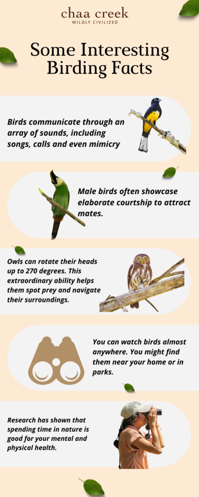 Birding facts Belize Chaa Creek 