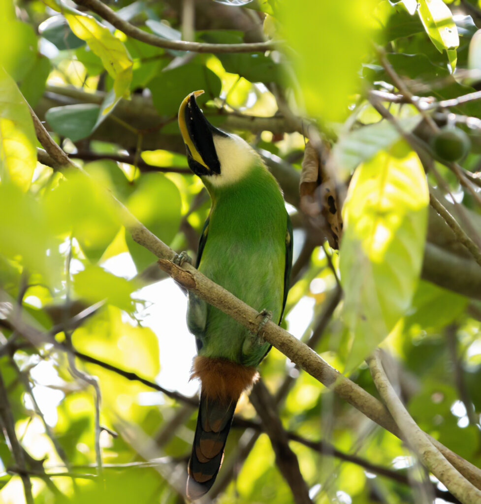 Emerald Toucanet Belize Birding Chaa Creek 
