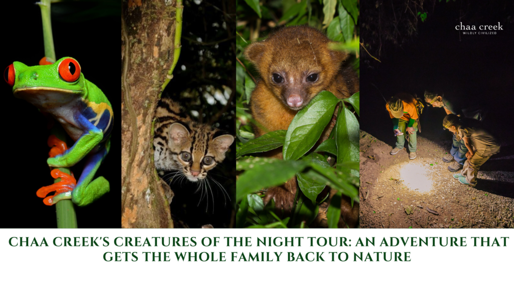 Belize Creatures of the Night Tour Chaa Creek
