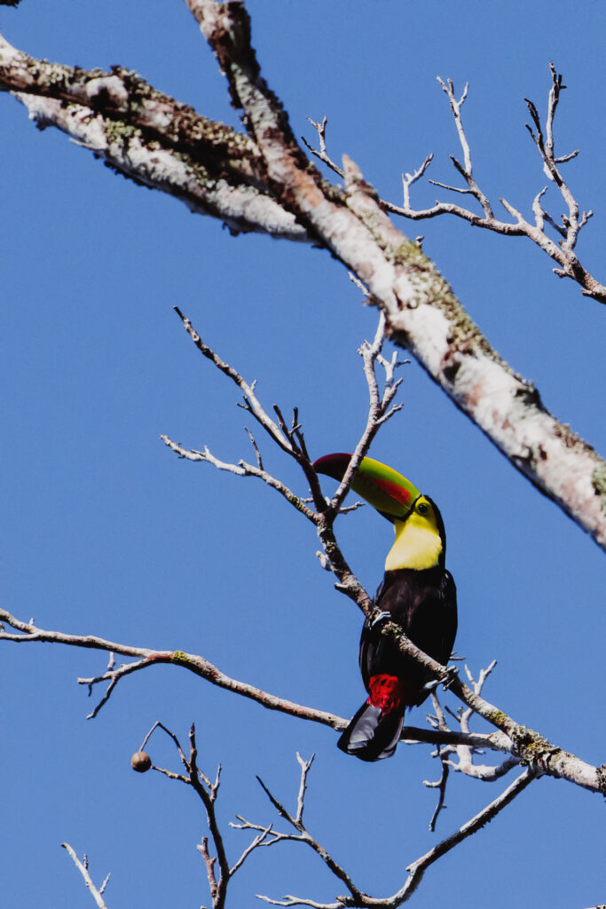 Keel-billed toucan Belize Chaa Creek 