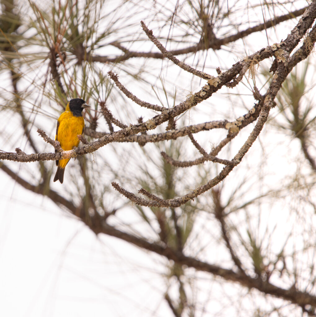 Birding in Belize 