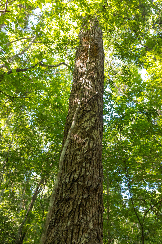 Chaa Creek Reserve 