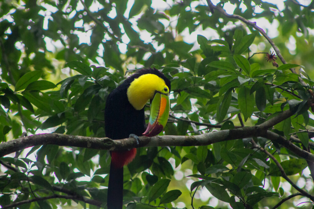 Keel Billed Toucan Belize Wildlife 