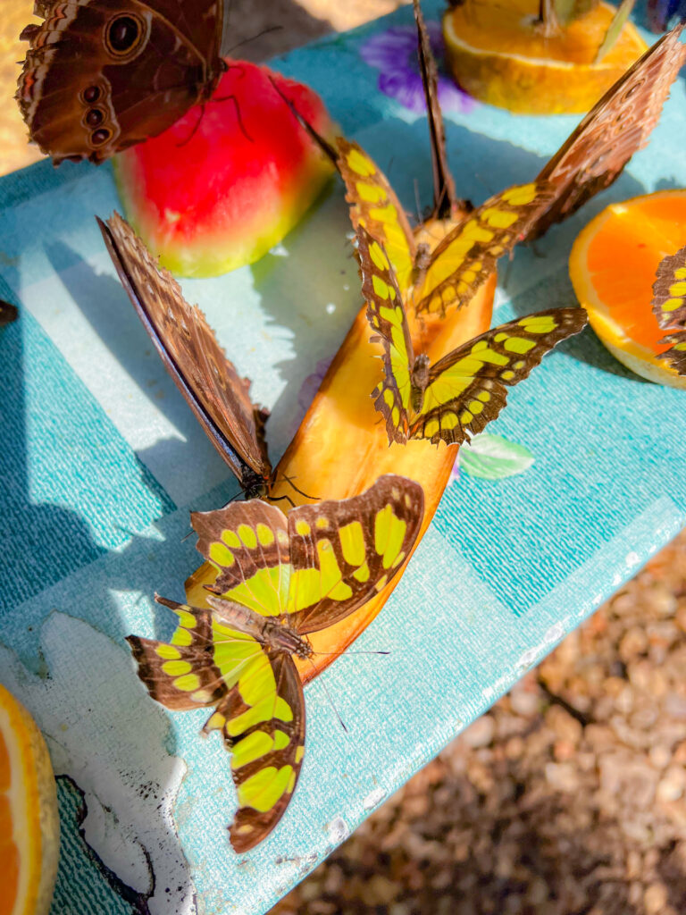 Chaa Creek Butterfly Farm 
