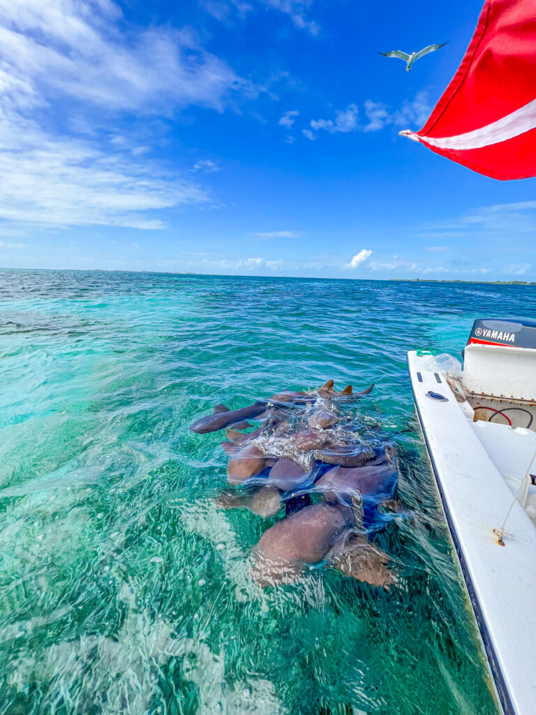 Belize Caye Caulker 