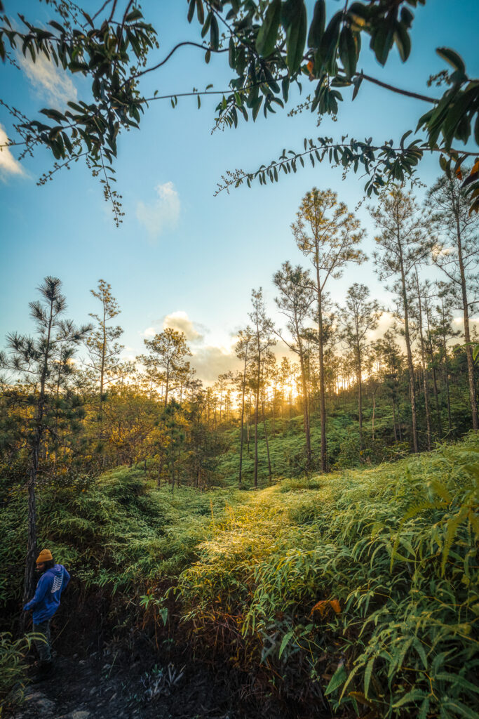 Belize Mountain Pine Ridge 