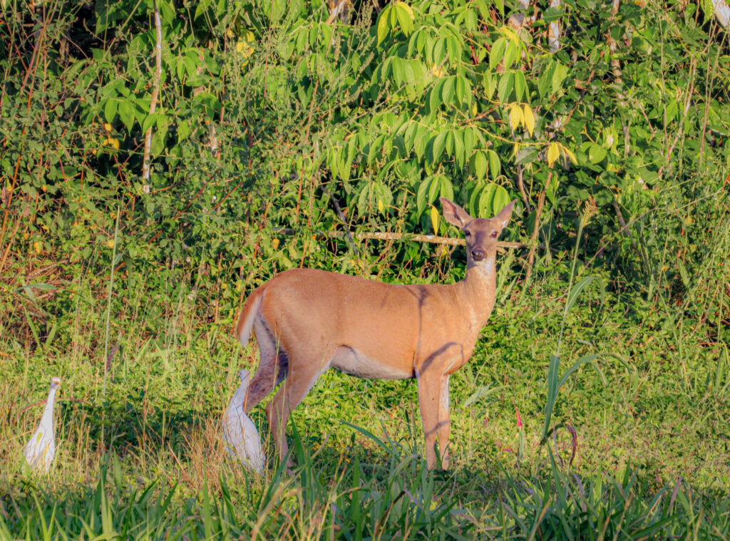 Wildlife in Belize White tailed Deer 
